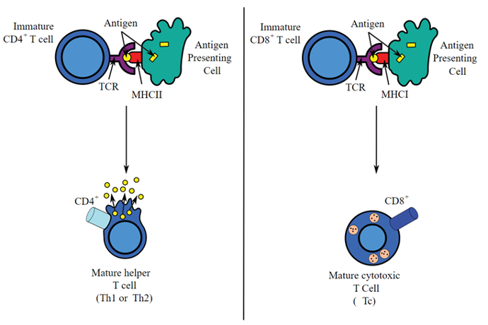 T cells