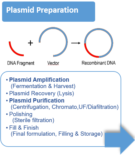Plasmid preparation amplification recovery purification