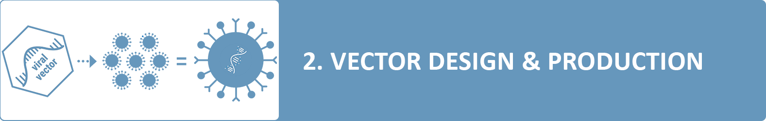 vector design & production
