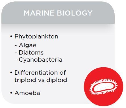 Teltoepassingen in mariene biologie Fytoplankton Algen Diatomeeën Cyanobacteriën Differentiatie van triploïde vs diploïde Amoebe